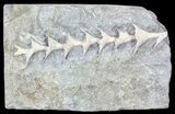 Archimedes Screw Bryozoan Fossil - Illinois #53342-1